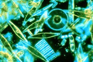 Zanimivosti 84 Plankton 05