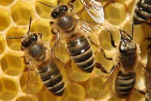 Čudoviti svet čebel 1 cebela7