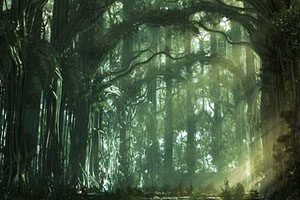 Ex libris 23 forest