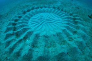 Nenavadna krožna tvorba na morskem dnu 1 krog1