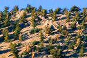 Zanimivosti 88 large Bristlecone pine 12