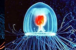 Zanimivosti 110 meduza2