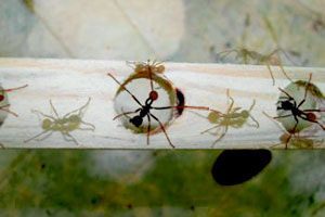 Solidarne mravlje 1 mravlje