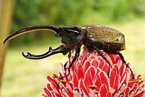 Najmočnejše bitje z oklepom iz ''inteligentnih materialov'' 1 skarabej