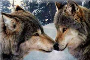 Volkovi - mojstri sodelovanja 2 wolves2