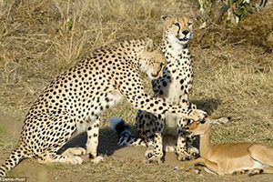 Trije gepardi in drobna impala 1 zanimivost
