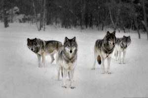 Zanimivosti 71 4 wolves wolf pack by resresres d5lrvai