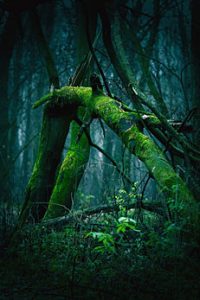 Boj med drevesi – med tekmovalnostjo in ravnovesjem 2 bojmeddrevesi4