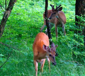 Boj med drevesi – med tekmovalnostjo in ravnovesjem 3 bojmeddrevesi5