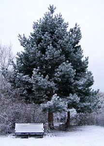 Pozabljena simbolika božičnega drevesca 1 bozicnodrevo1