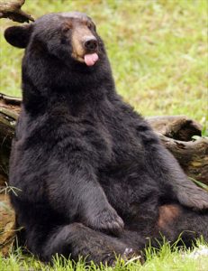 Ali medved zares prespi vso zimo? 2 medo2