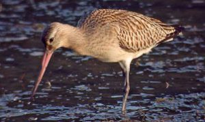 Selitve ptic – nerazrešena uganka 4 selitveptic4