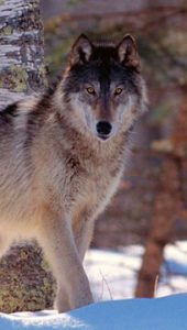 Volkovi - mojstri sodelovanja 3 volkovi3