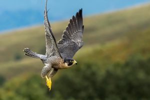 Prvaki hitrosti 1 prvakihitrosti