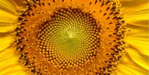 Tematska predavanja 12 inteligenca narave