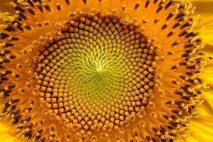 inteligenca narave